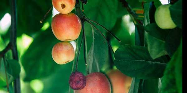 Fruit Cocktail Trees: How To Grow Multiple Fruits On One Tree