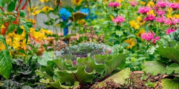 Permaculture Gardening For Beginners: A Step-By-Step Guide To Thrive