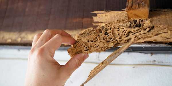 Cost Of Termite Treatment: What You Should Expect To Pay